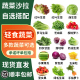 蔬菜沙拉轻食食材多选混合装 红叶球生菜罗马芝麻菜苦菊羽衣甘蓝