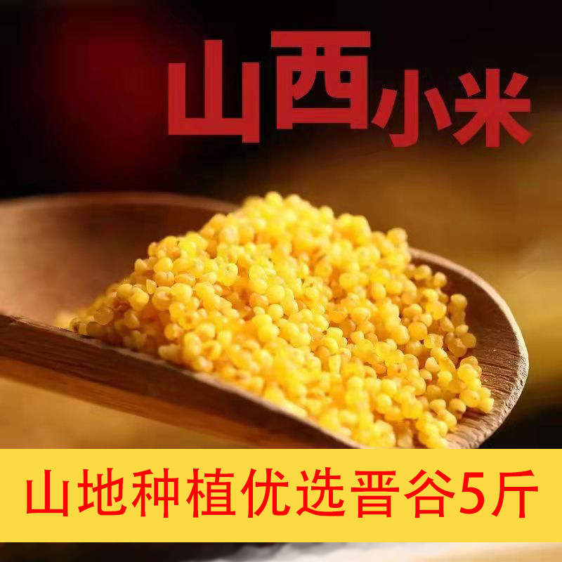 2022山西黄小米新米香糯高品质油小米晋谷21号米油多非沁州黄农家