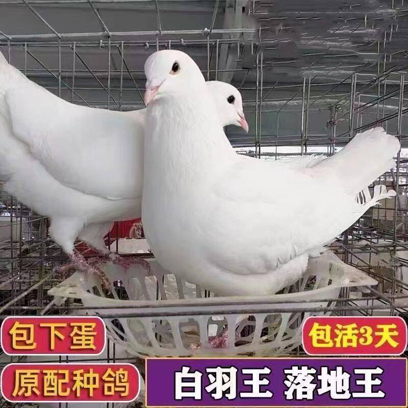 纯种落地王鸽子一对元宝鸽信鸽肉鸽观赏鸽包活包下蛋活体鸽子属于什么档次？