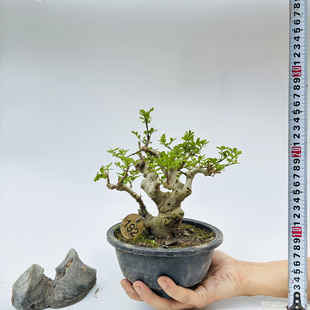 张氏微景园对节白蜡树桩熟桩小型盆景一物一拍造型绿植物阳台素材