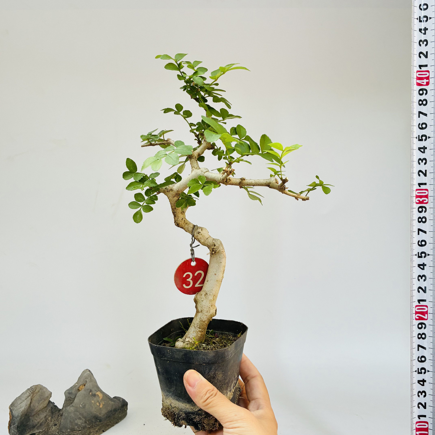微型盆景对节白蜡掌盆素材