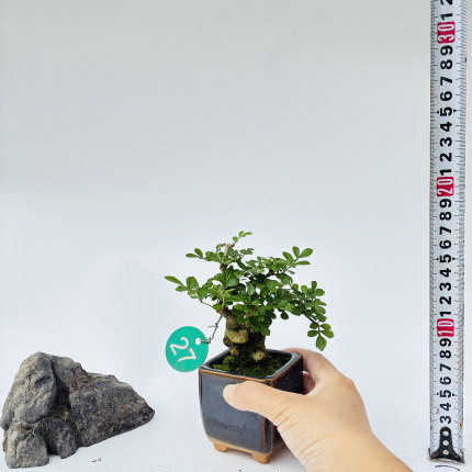 一物一拍迷你拇指盆对节白蜡小微型熟桩矮霸掌中宝盆景绿植茶杯盆