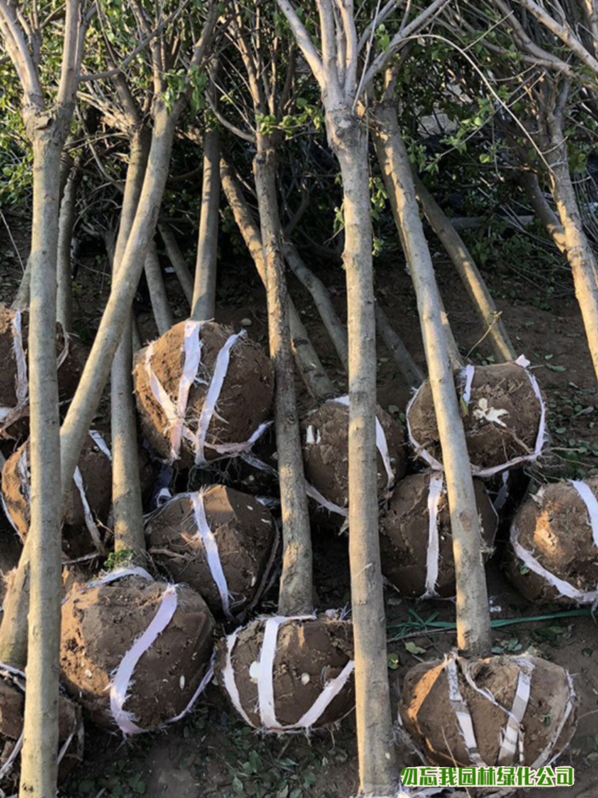 紫丁香树苗观赏花木 园林绿化树 独杆紫丁香 3-15公分粗