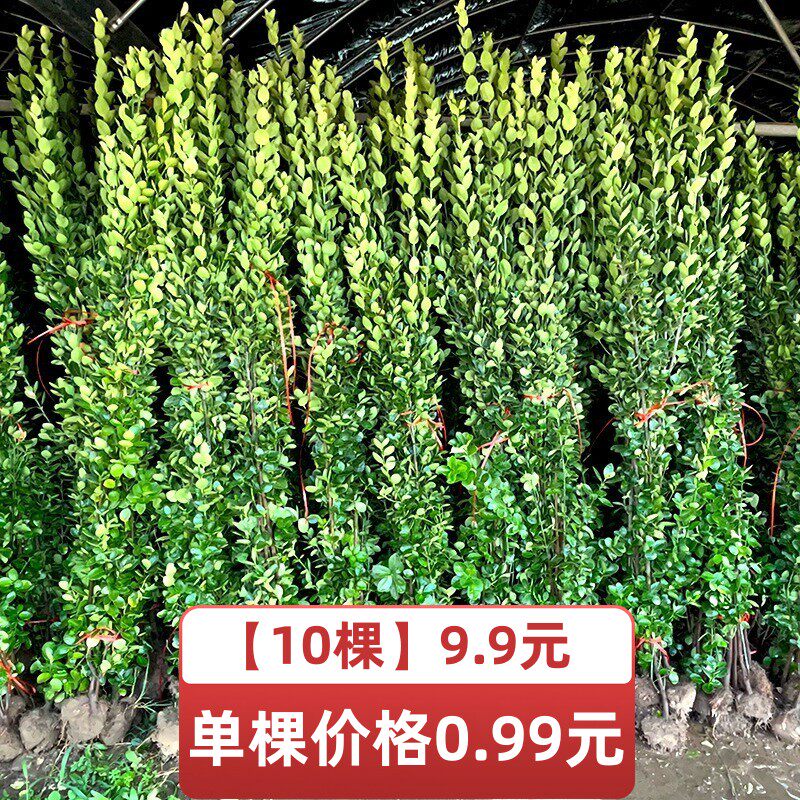 北海道黄杨直立大叶冬青庭院绿化