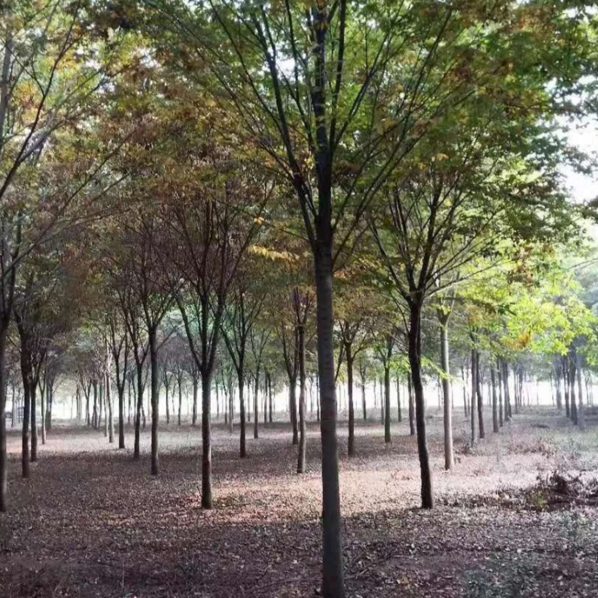 榉树 基地乔木树苗 红榉大树 大树苗绿化造景园林风景