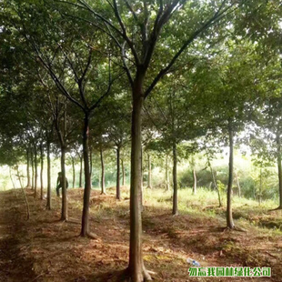 朴树绿化苗木乔木古树 朴树大树精品朴树8-90公分粗