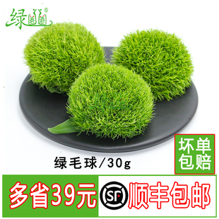 绿毛球 新鲜 绿石竹 30g酒店餐饮冷盘摆盘装饰花草