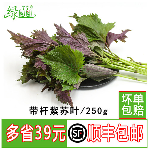 紫苏叶新鲜食用香料鱼虾蟹牛蛙等