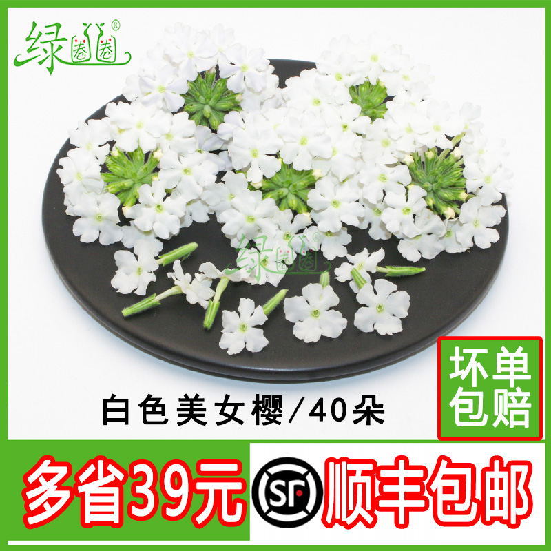 新鲜白色美女樱西餐酒店摆盘