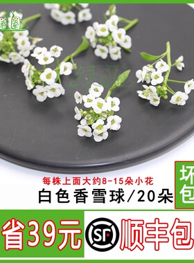 新鲜白色香雪球 微型小白花  酒店西餐摆盘装饰 冷艺日料装饰点缀