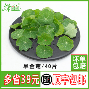 新鲜旱金莲叶 冷艺鲜材 酒店西餐甜点摆盘装饰点缀花草 富贵金叶