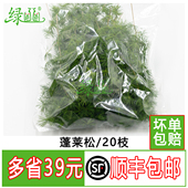 酒店西餐冷菜摆盘装 新鲜蓬莱松 松叶 绿松针 饰 松针