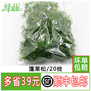 新鲜蓬莱松 松针 绿松针 松叶 酒店西餐冷菜摆盘装饰