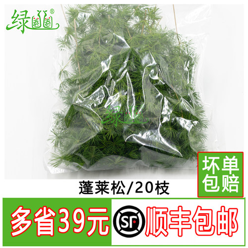 松针绿松针酒店西餐冷菜摆盘