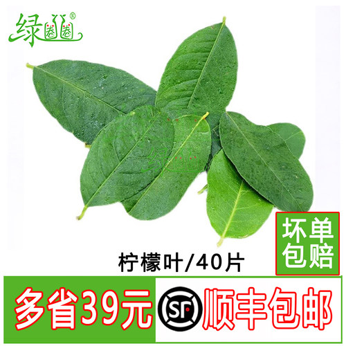 新鲜柠檬叶青柠叶新鲜香料