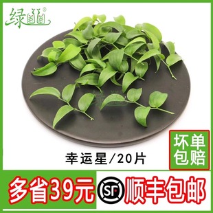 新鲜 幸运星 阔叶舞竹 长寿藤 幸运草 酒店摆盘盘饰冷菜点缀