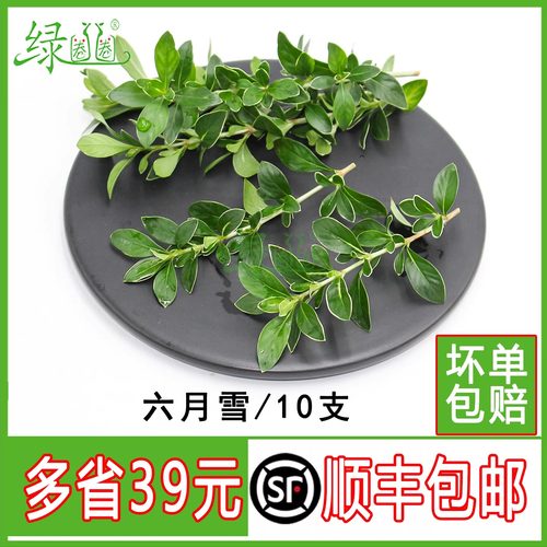 六月雪西餐酒店日料冷菜摆盘