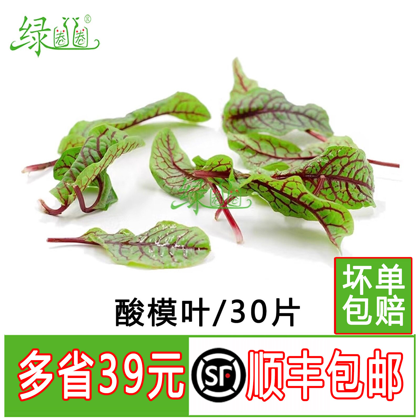 新鲜 红脉酸膜叶 酸模叶 红酸模草酢浆草酒店摆盘装饰点缀