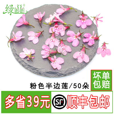 新鲜粉色半边莲六倍利装饰花