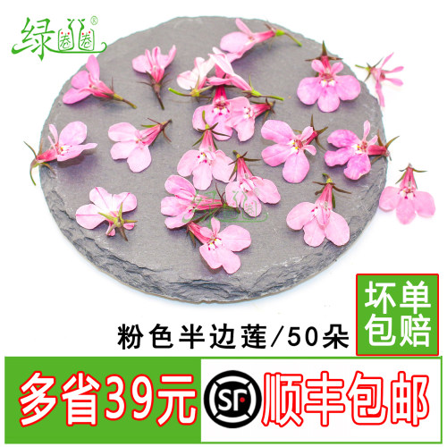 新鲜粉色半边莲六倍利装饰花