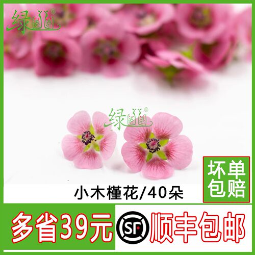 新鲜迷你木槿花鲜花装饰摆盘