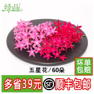 新鲜五星花 莺罗花 繁星花 餐饮冷盘摆盘装饰鲜花酒店西餐厅日料