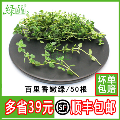 新鲜百里香嫩绿装饰花草