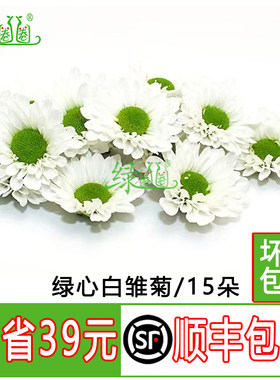 新鲜彩菊绿心白小雏菊饮品装饰