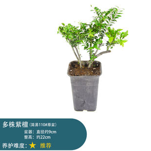 小叶紫檀苗植物盆景老桩树桩水陆缸用植物好养植物黑骨茶苗