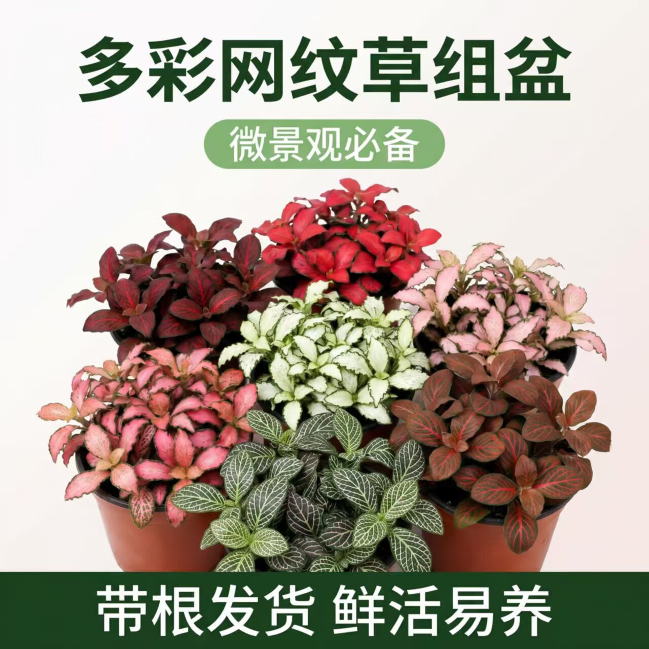 微景观植物桌面彩色植物网纹草盆栽森林火焰白天使花卉