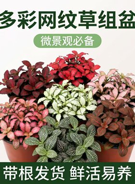 微景观植物桌面彩色植物网纹草盆栽森林火焰白天使花卉