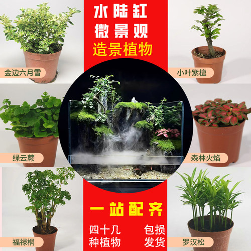 水陆缸植物微景观植物
