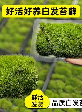 白发苔藓懒人微景观生态瓶创意桌面苔藓好养鲜活绿植盆景苔藓