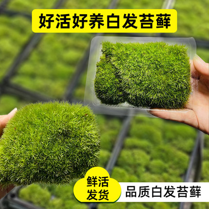 白发苔藓懒人微景观生态瓶创意桌面苔藓好养鲜活绿植盆景苔藓