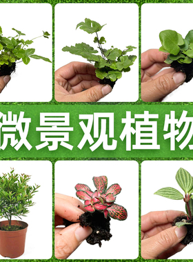 微景观造景植物网红蕨类植物桌面缸生态缸植物狼尾蕨红色小植物
