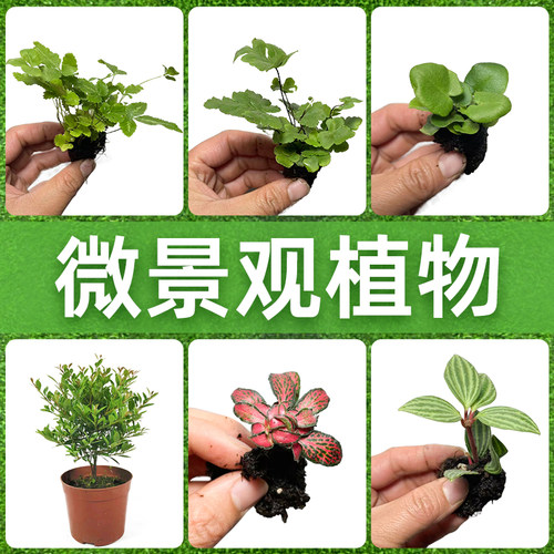 微景观造景植物网红蕨类植物