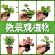 微景观造景植物网红蕨类植物桌面缸生态缸植物狼尾蕨红色小植物