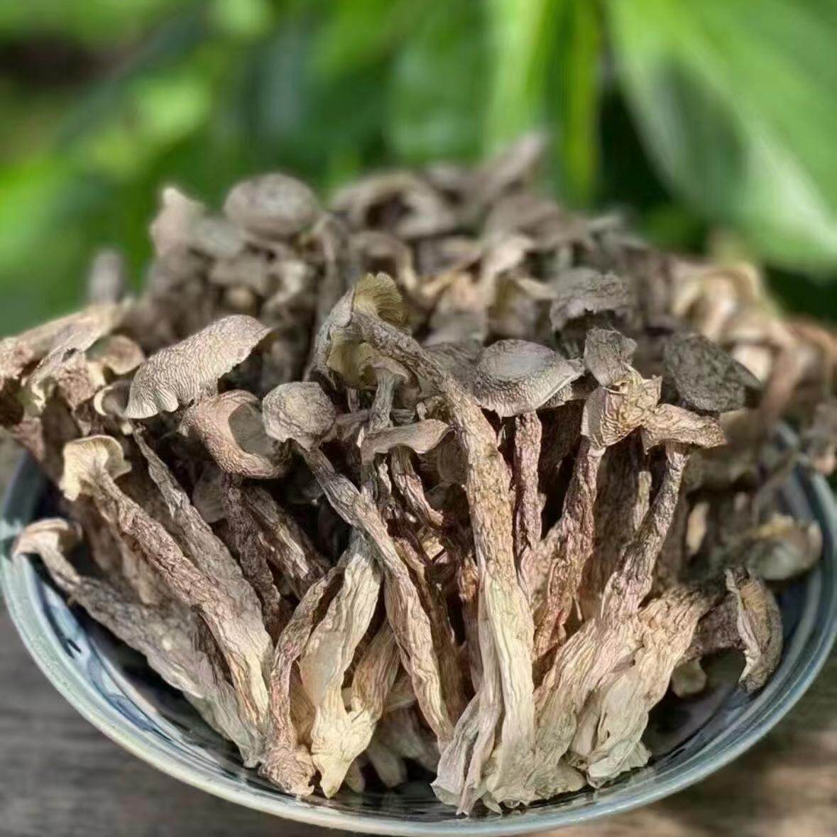 鹿茸菇新货无熏硫农家特产海鲜菇鹿耳菇虫草净毛重山货品