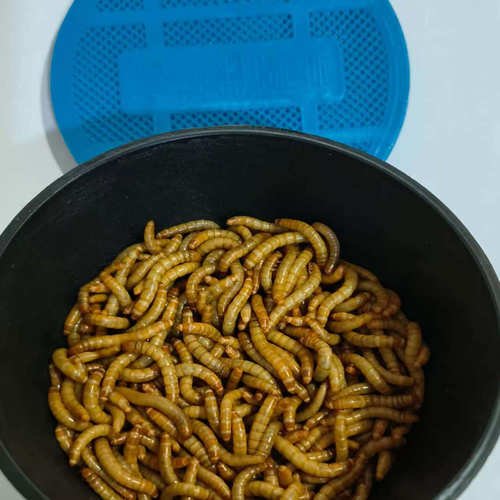 面包虫黄粉虫活体幼虫爬虫盒装鸟乌龟龙鱼蜘蛛守宫蝎子石蛙饲料