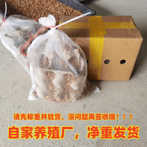 活体散装黄粉虫面包虫爬行动物