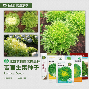 农科院苦苣种子菊花菜细狗牙花叶碎叶苦苣沙拉菜阳台盆栽蔬菜籽孑