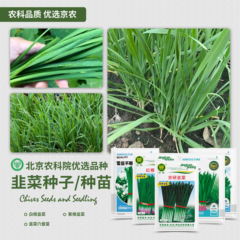 农科院韭菜种子白根宽叶独根红韭菜耐寒雪韭四季阳台盆栽蔬菜籽孑