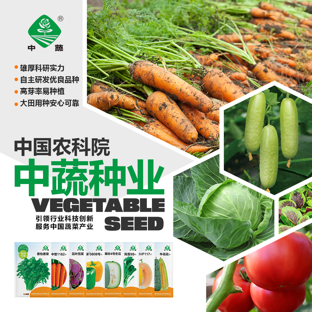 中国农科院蔬菜种子香菜空心菜苦瓜豆角甘蓝芥蓝雪里蕻芝麻菜籽孑