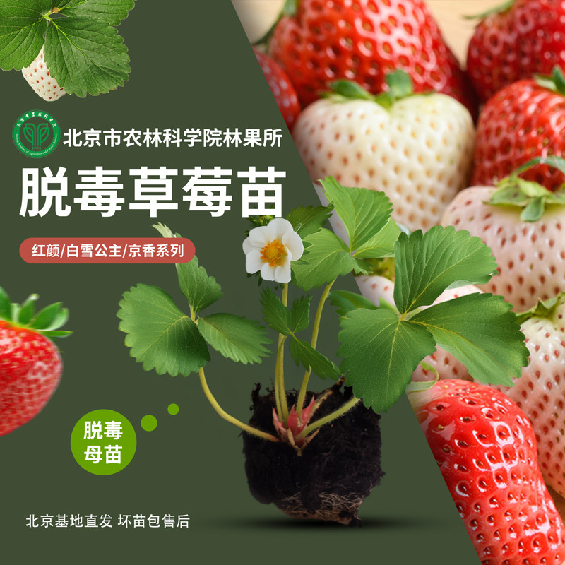 农科院草莓苗脱毒苗丹东红颜草莓母苗白雪公主四季阳台盆栽穴盘苗,鲜花速递/花卉仿真/绿植园艺,种苗/半成品盆栽,淘宝优惠券,粉丝福利购,淘宝优惠卷
