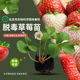 农科院草莓苗脱毒苗丹东红颜草莓母苗白雪公主四季 阳台盆栽穴盘苗