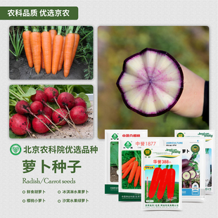 萝卜种子农科院蔬菜籽孑红心胡萝卜樱桃水果沙窝冰淇淋萝卜心里美