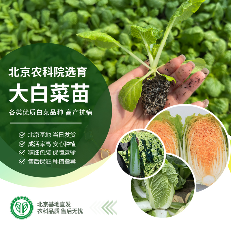 北京农科院新三号大白菜苗青麻叶