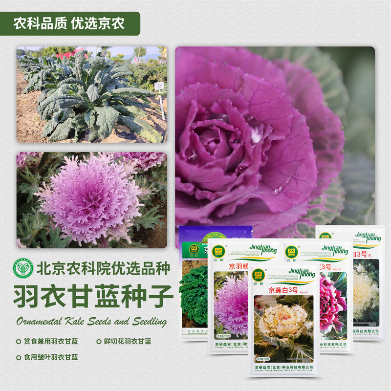 农科院羽衣甘蓝种子皱叶菜观赏食用彩色叶牡丹耐寒抗冻蔬菜种籽孑