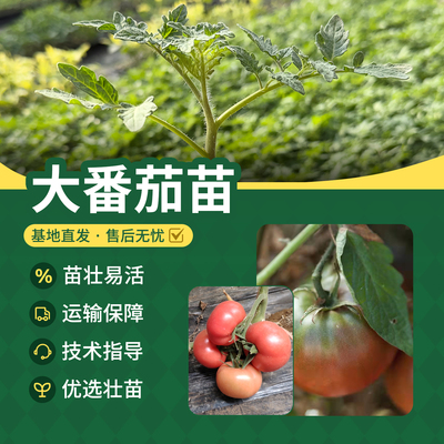 北京农科院大番茄苗草莓柿子毛粉