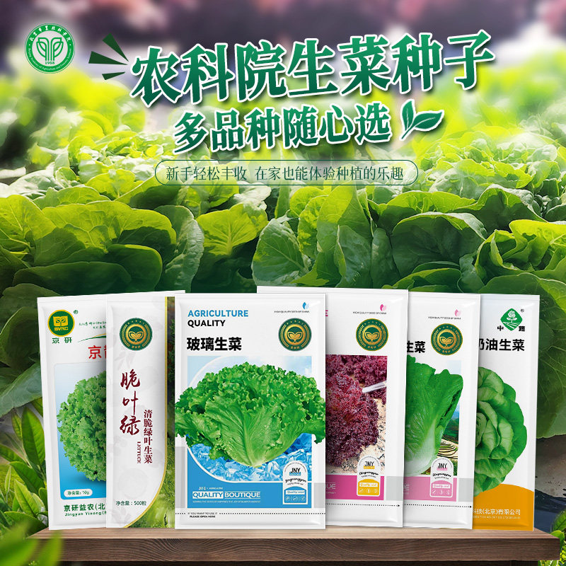 农科院生菜种子四季意大利生菜籽罗马大速生孔雀菜苦菊紫叶水培菜